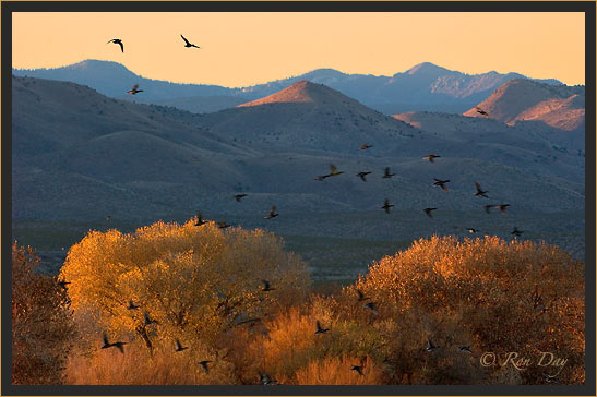 Mallards at Sunset, Bosque del Apache