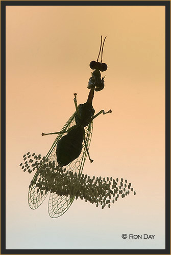 Mantid Fly and Eggs, (Mantispa)