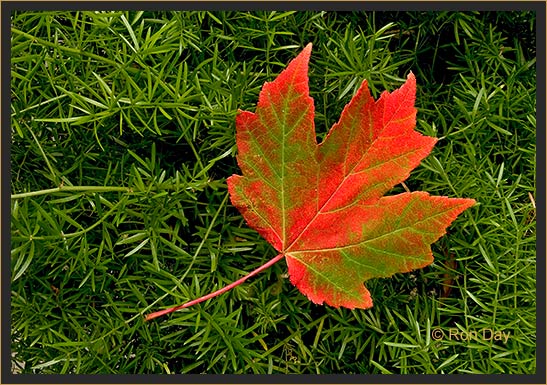 Autumn Maple (Aceraceae)