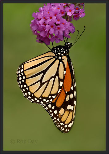 Monarch Butterfly on Butterfly Bush