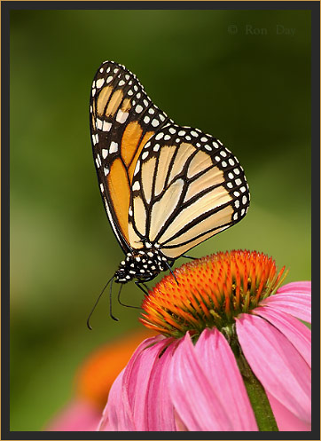 Monarch Butterfly on Coneflower