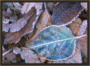 Morning Frost on Leaves