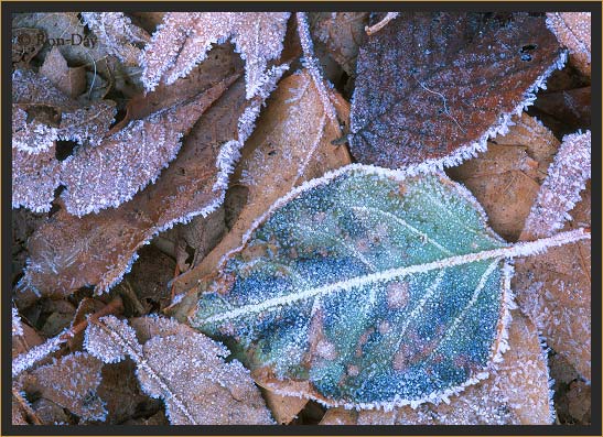 Frost on leaves