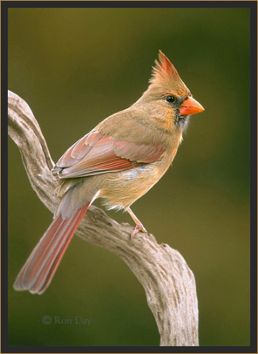 Northern Cardinal (Cardinalis cardinalis), Female