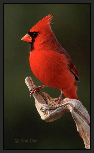 Northern Cardinal (Cardinalis cardinalis), Male