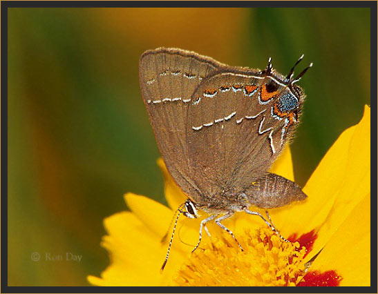 Northern Hairstreak Butterfly on Coreopsis