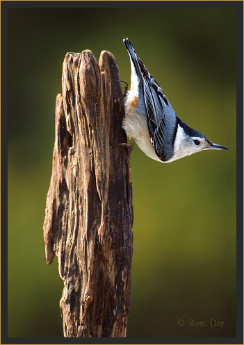 White-breasted Nuthatch, (Sitta carolinensis)