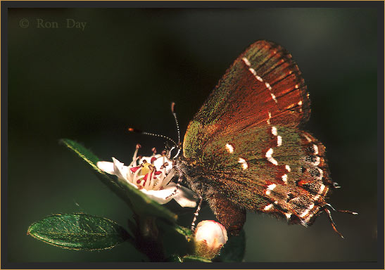 Olive Hairstreak Butterfly on Cottoneaster