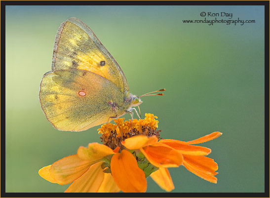 Orange Sulphur Butterfly on Zinnia