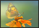 Orange Sulphur Butterfly