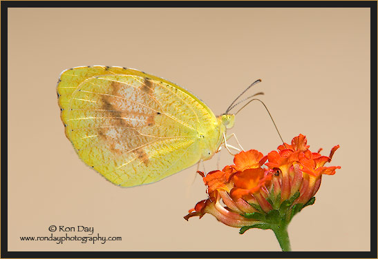 Little Yellow Butterfly on Lantana