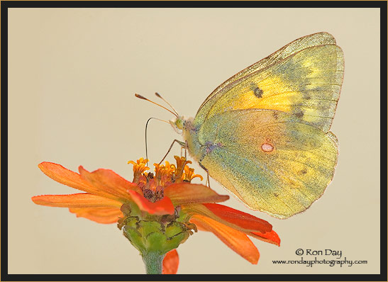 Orange Sulphur Butterfly on Zinnia