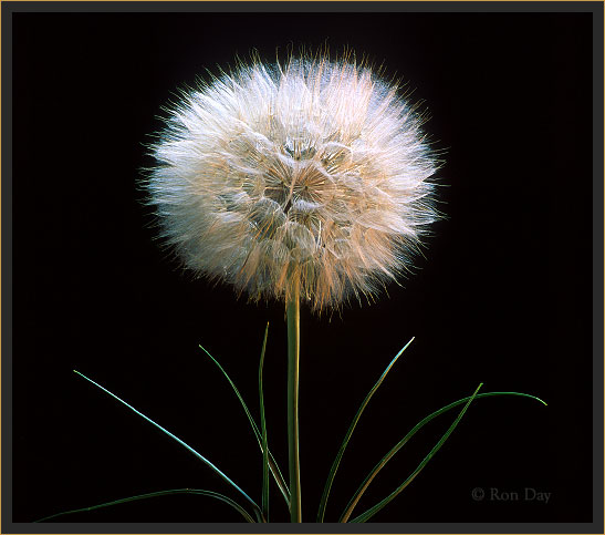 Oyster Plant wildflower, (Tragopon porrifolius)