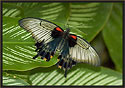 Pappilio rumanzonia Butterfly