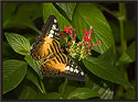 Parthenos sylvia Butterfly
