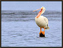 White Pelican 4338 Thumbnail
