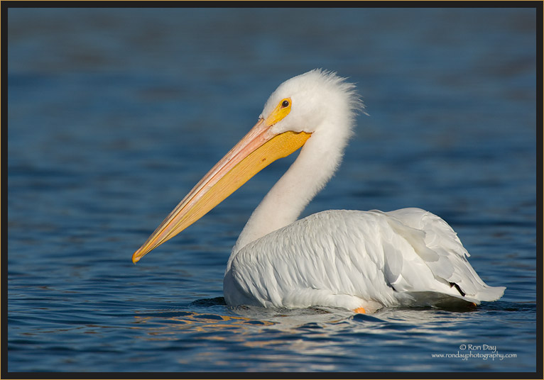 White Pelican Paddling