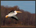 White Pelican 2045 Thumbnail