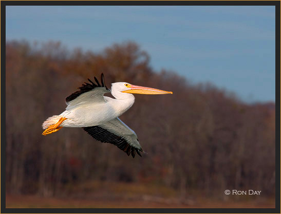 White Pelican, (Pelecanus erythrorhynchos), in Flight