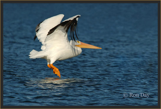 White Pelican in Flight at Lake Tenkiller