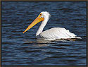 White Pelican 2138 Thumbnail