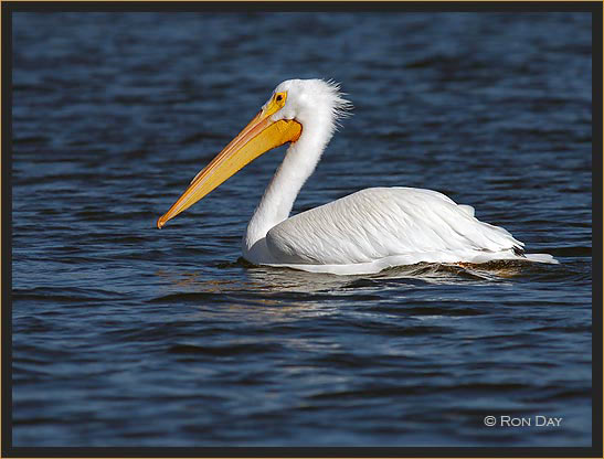 White Pelican, (Pelecanus erythrorhynchos), Swimming