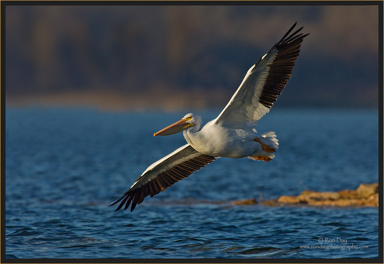 Pelican Banking in Evening Light 