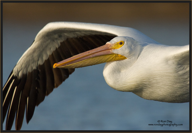Flight Portrait, White Pelican 