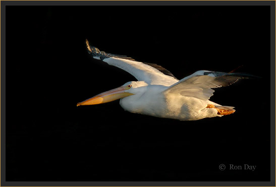 White Pelican, Lake Tenkiller, Oklahoma