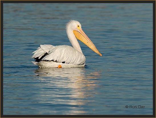 White Pelican, (Pelecanus erythrorhynchos), Swimming