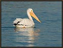 White Pelican 4587 Thumbnail