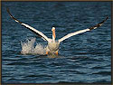 White Pelican 4660 Thumbnail