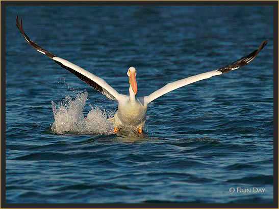 White Pelican, (Pelecanus erythrorhynchos), Takeoff