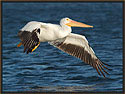 White Pelican 4663 Thumbnail