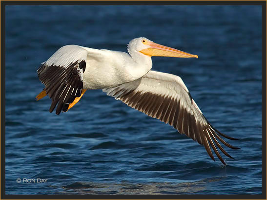 White Pelican, (Pelecanus erythrorhynchos), Flying