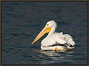 White Pelican 4674 Thumbnail