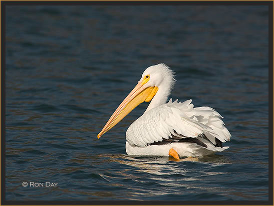 White Pelican, (Pelecanus erythrorhynchos), Paddling