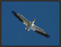 White Pelican 4790 Thumbnail