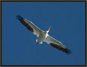 White Pelican 4790 Thumbnail