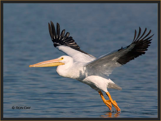 White Pelican, (Pelecanus erythrorhynchos), Takeoff