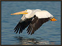 White Pelican 4930 Thumbnail