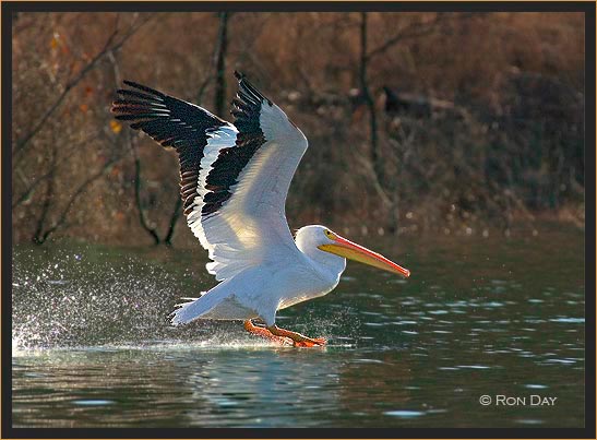 White Pelican, (Pelecanus erythrorhynchos), Takeoff