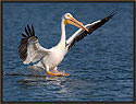 White Pelican 5109 Thumbnail