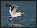 White Pelican 5144 Thumbnail
