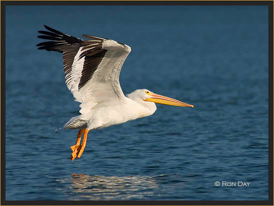 White Pelican, (Pelecanus erythrorhynchos), Flying