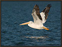 White Pelican 5161 Thumbnail