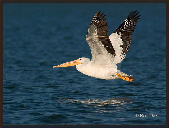 White Pelican, (Pelecanus erythrorhynchos), Flying