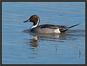 Pintail Duck