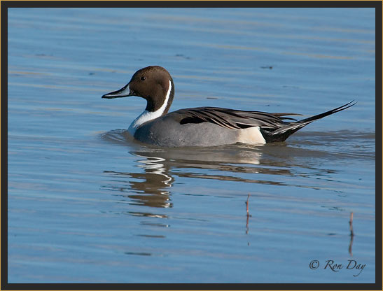 Male Pintail Duck (Anas acuta), Bosque del Apache 