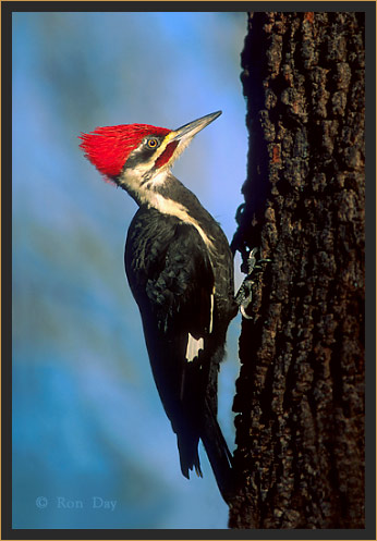 Pileated Woodpecker (Dryocopus pileatus)